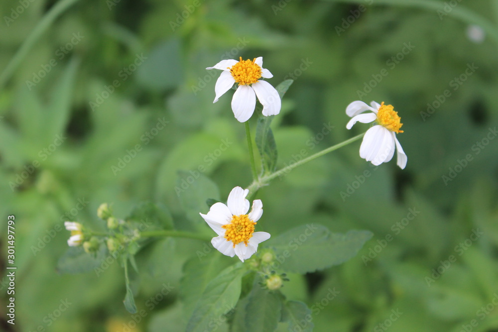 Tridax is a genus of flowering plants in the daisy family. Tridax is