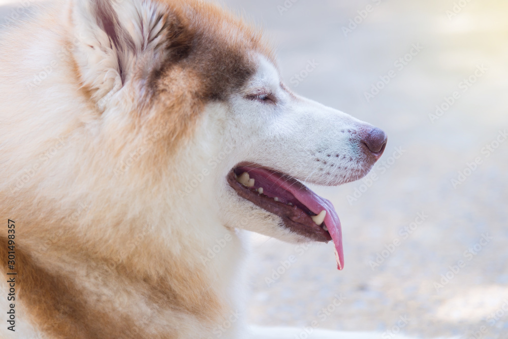 Obraz premium Parts of the body of a Siberian dog.happy muzzle Siberian husky. close up husky dog.The dog's fur is soft and supple.Selection focus.