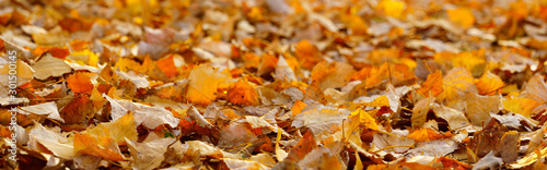 autumn leaves background. panorama view of fallen poplar leaves