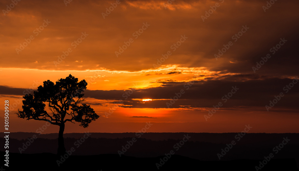 Amazing sunset and sunrise.Panorama silhouette tree in africa .Tree silhouetted against a setting sun.Dark tree on open field dramatic.Safari theme.Giraffes , Lion 