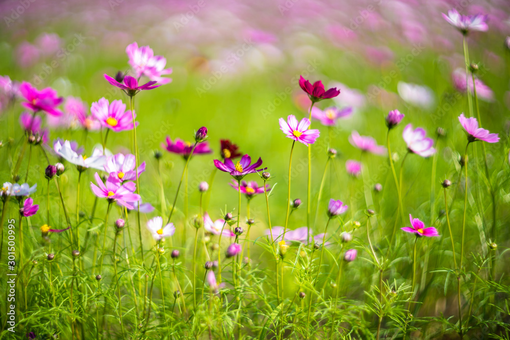 Taiwan Taipei Freshwater Zinnia Landscape Film Taiwan Taipei Freshwater Zinnia Landscape Film