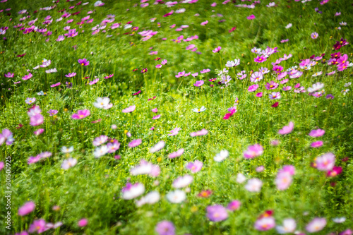 Taiwan Taipei Freshwater Zinnia Landscape Film