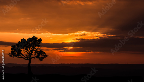 Amazing sunset and sunrise.Panorama silhouette tree in africa .Tree silhouetted against a setting sun.Dark tree on open field dramatic.Safari theme.Giraffes   Lion 