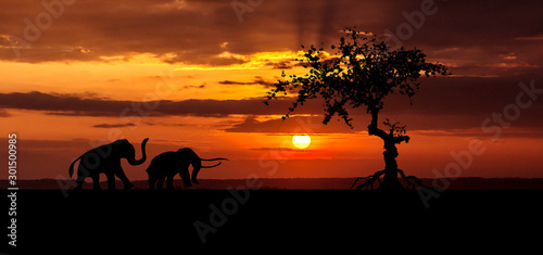 Amazing sunset and sunrise.Panorama silhouette tree in africa .Tree silhouetted against a setting sun.Dark tree on open field dramatic.Safari theme.Giraffes   Lion 