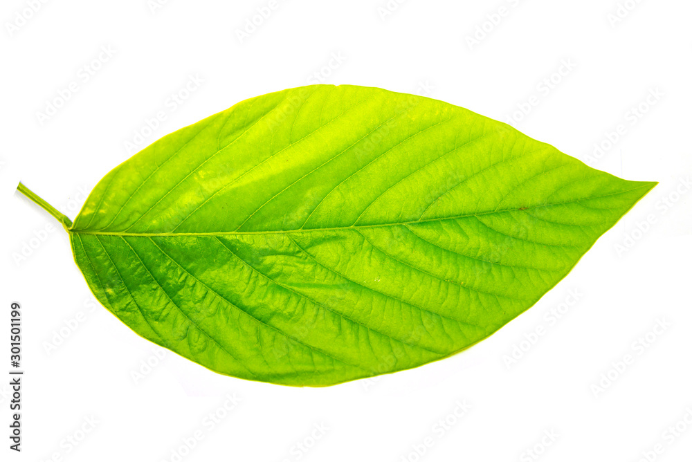 Fototapeta premium Green leaves tropical rainforest foliage plant isolated on white background, clipping path included.