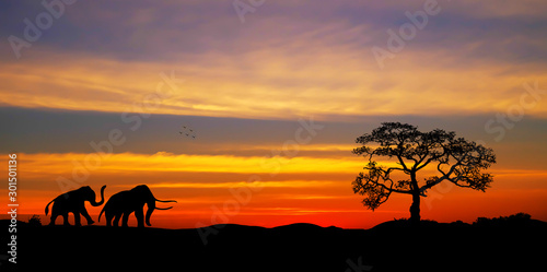 Amazing sunset and sunrise.Panorama silhouette tree in africa .Tree silhouetted against a setting sun.Dark tree on open field dramatic.Safari theme.Giraffes , Lion 