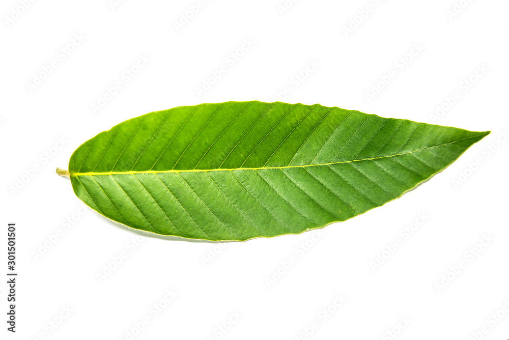 Obraz premium Green leaves tropical rainforest foliage plant isolated on white background, clipping path included.