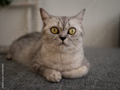 Fototapeta Naklejka Na Ścianę i Meble -  photos of cute cats at home and in the garden / 2019
