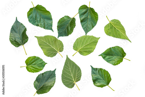 Very beautiful, fresh green leaves, Green leaf isolated on white background. © Mohwet