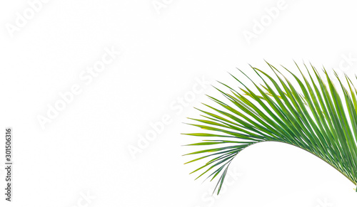 coconut leaf.tropical palm leaf isolated on white background.