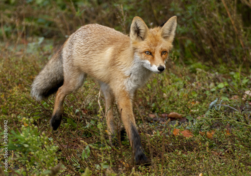 red fox © дмитрий шогин