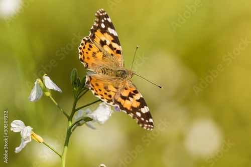 Distelfalter (Vanessa cardui ) im Fließtal Lübars in Berlin 