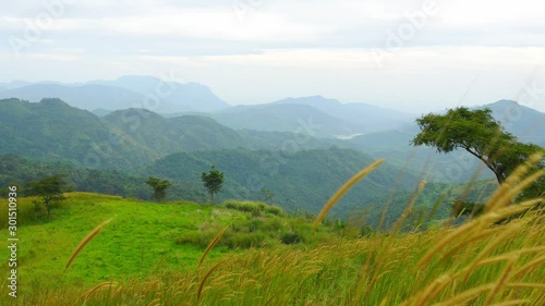4K : Fog in a humid forest where you can see its vegetation and a lot of fog. Cloud forest effect is only perceived during the morning.