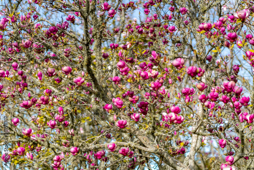 Magnolia Flowers, Corwall Park, New Zealand