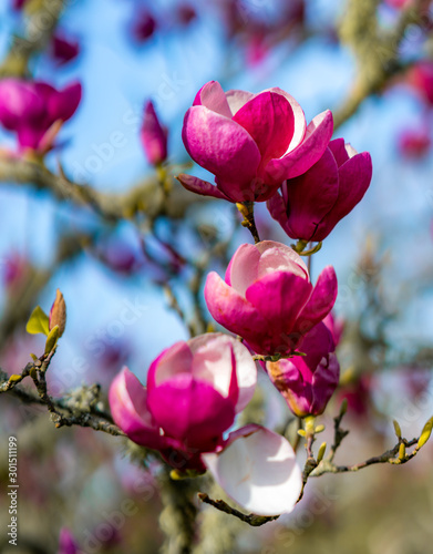 Magnolia Flowers, Corwall Park, New Zealand photo