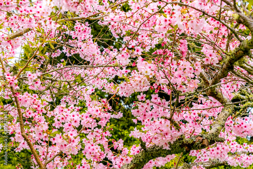 Cherry Blossoms, Cornwall Park, Auckland, New Zealand