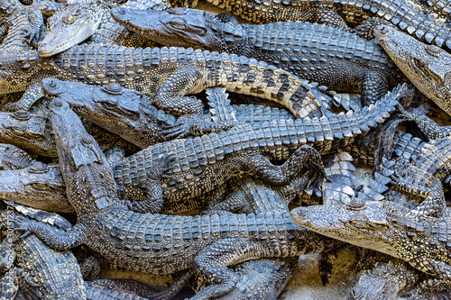 Crocodiles crawling over each other. Many small crocodiles on heap.
