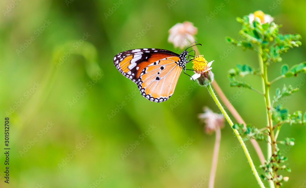 Fototapeta premium Close up Common tiger Butterfly feeding petals grass flowers in flower garden on summer.