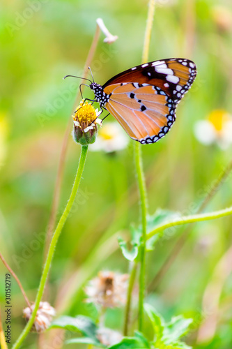 Close up Common tiger Butterfly feeding petals grass flowers in flower garden on summer.