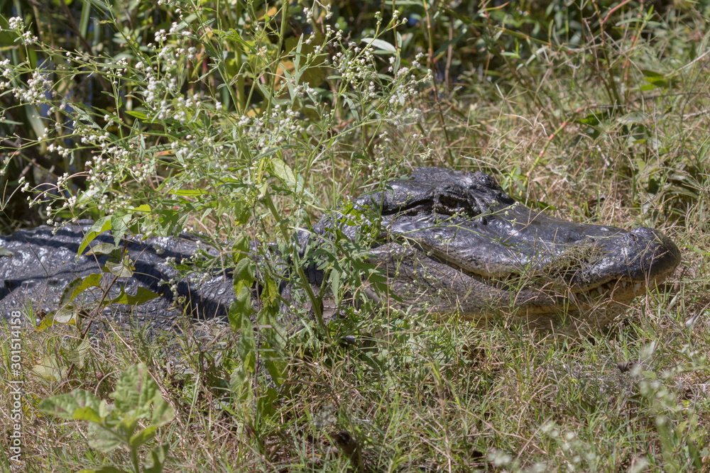 American alligator (Alligator missisippiensis) hiding in the grass at Brazos Bend State Park, Texas, USA American alligator (Alligator missisippiensis) hiding in the grass at Brazos Bend State Park, Texas, USA