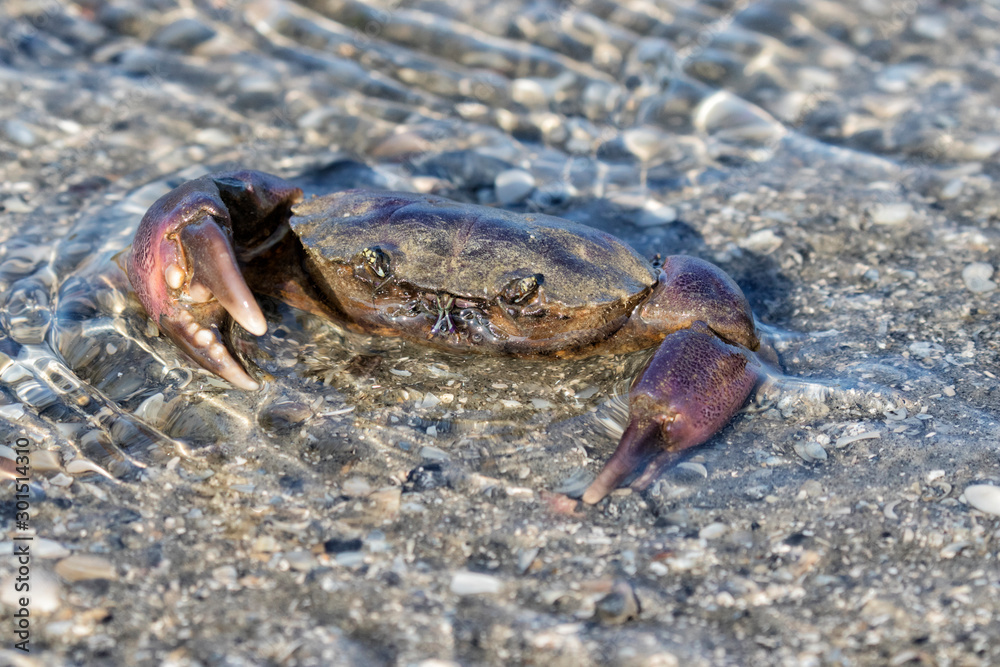 Gulf Stone Crab (Menippe adina)  in defensing position, Galveston, Texas, USA