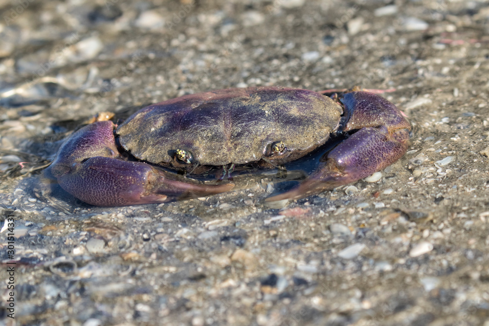 Gulf Stone Crab (Menippe adina)  close up, Galveston, Texas, USA