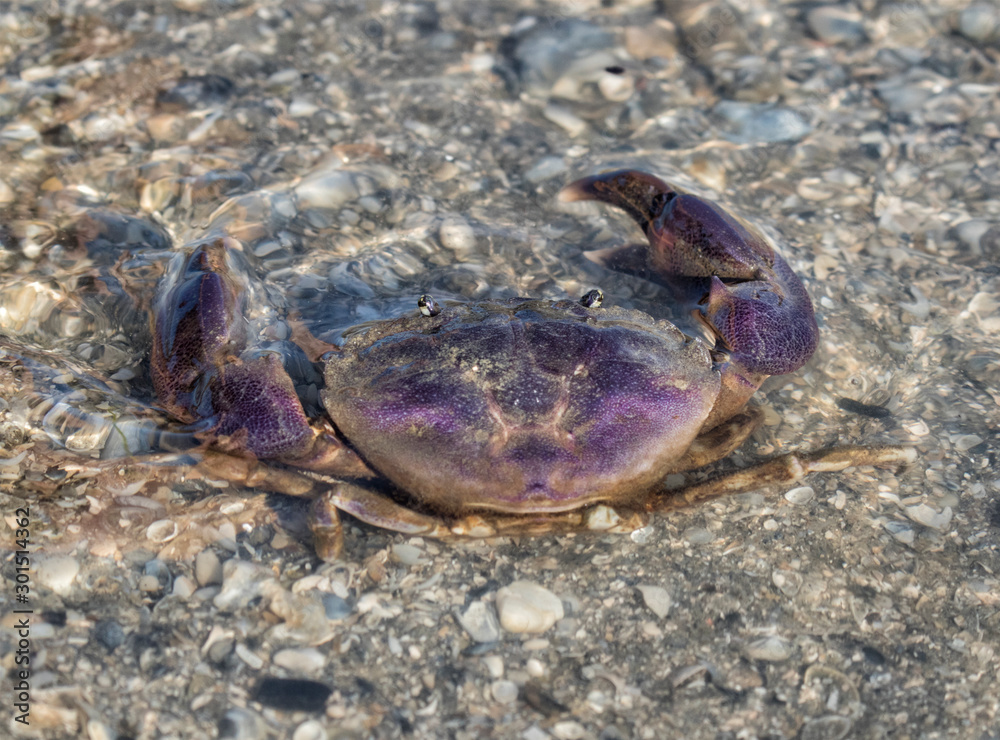 Gulf Stone Crab (Menippe adina)  close up from back side, Galveston, Texas, USA