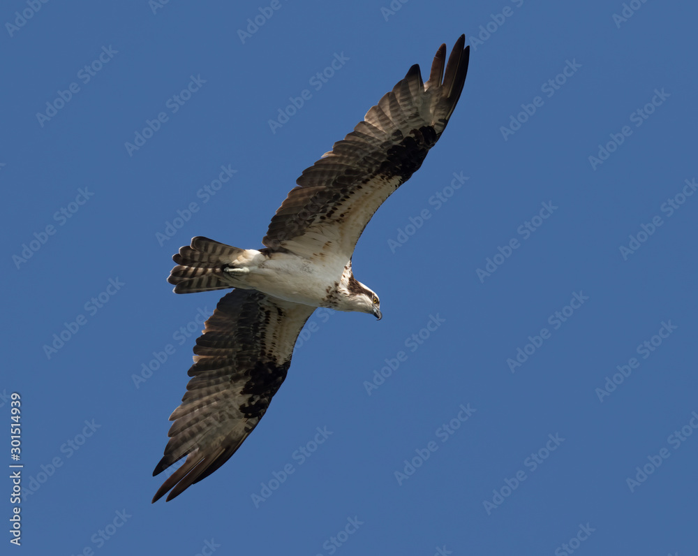 Ospray (Pandion haliatus) With Spread Wings Flying in Blue Sky, Galveston, Texas, USA