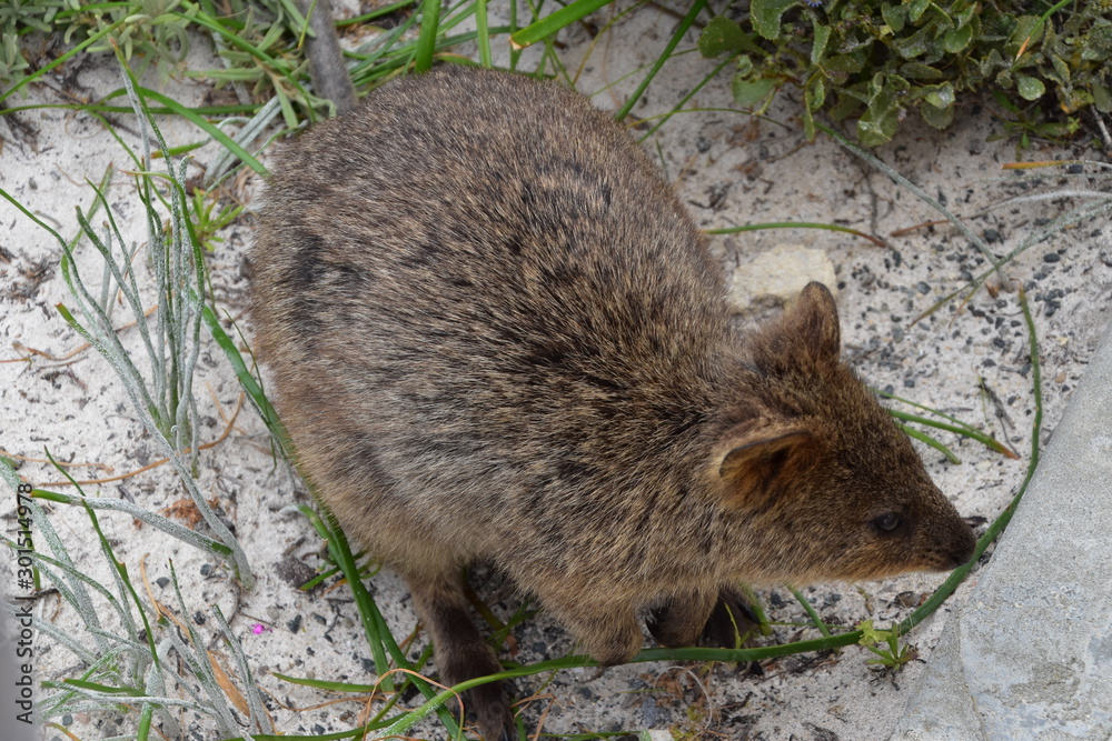 Quokka in Rottnest Island, Western Australia Quokka in Rottnest Island, Western Australia