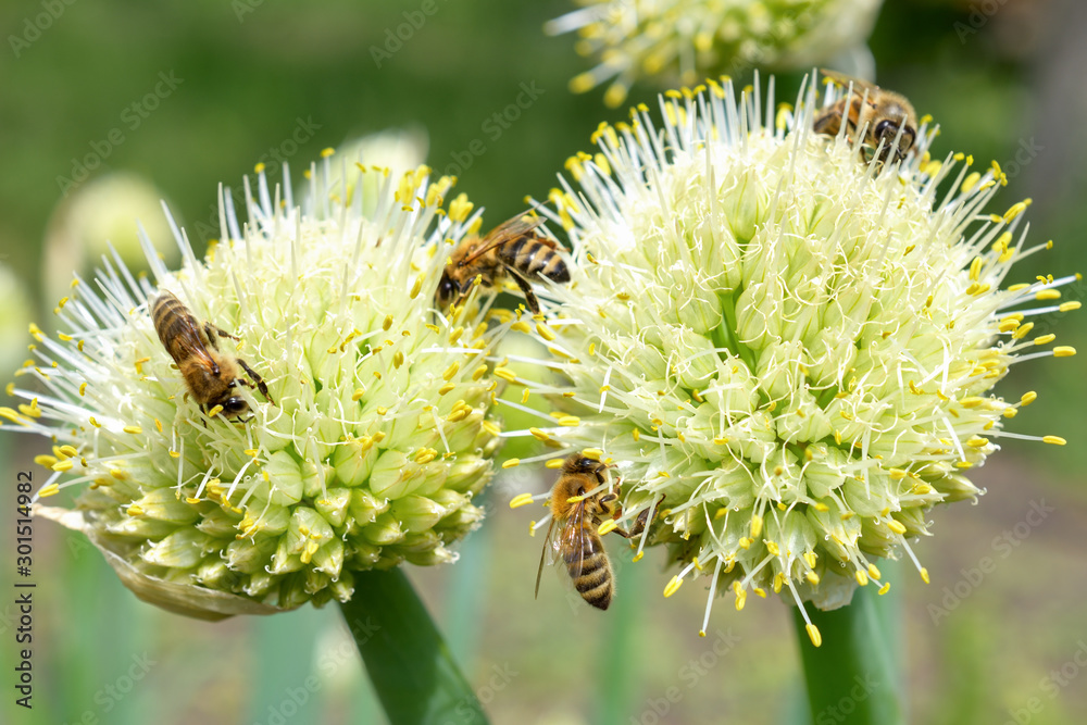 Bees. A lot of bees collecting nectar from a white flower bow. Honey harvest Bees. A lot of bees collecting nectar from a white flower bow. Honey harvest