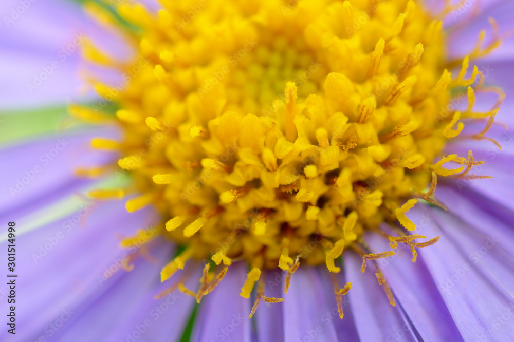 Purple flower close-up. Macro photography Purple flower close-up. Macro photography