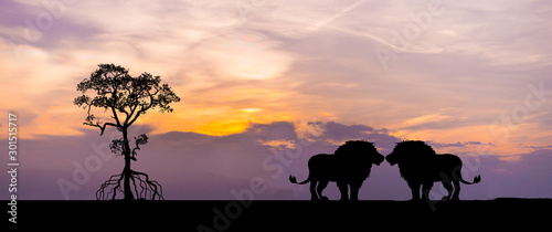 Amazing sunset and sunrise.Panorama silhouette tree in africa with sunset. Dark tree on open field dramatic sunrise.Safari theme.Giraffes , Lion , Rhino. © Mohwet