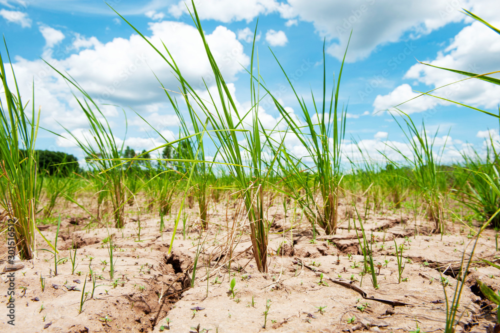 Rice field in Thailand, Prematurely dried out due to lack of rain. Rice seedlings growing on the barren fields and no water in drought rice​ field​ with​ cracked​ soil.