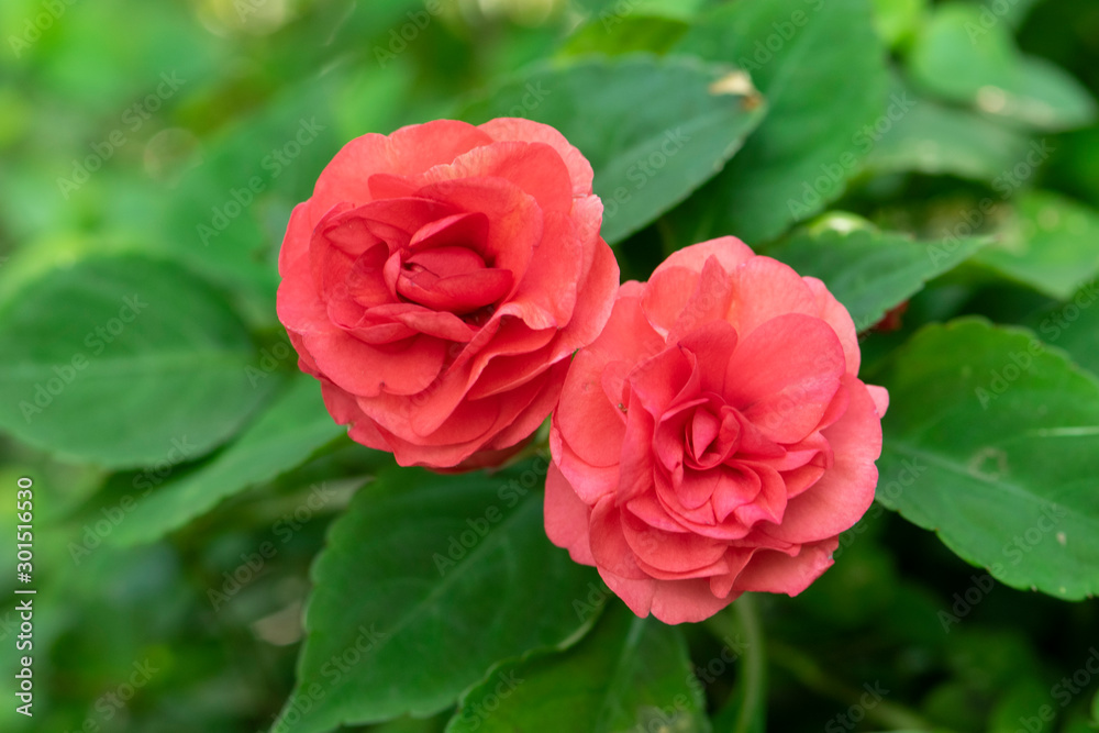 Red rose flower in garden. Red rose flower in garden.
