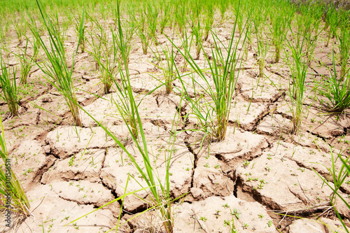 Rice field in Thailand, Prematurely dried out due to lack of rain. Rice seedlings growing on the barren fields and no water in drought rice​ field​ with​ cracked​ soil.