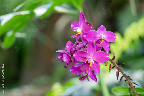 Beautiful orchids flower in garden.