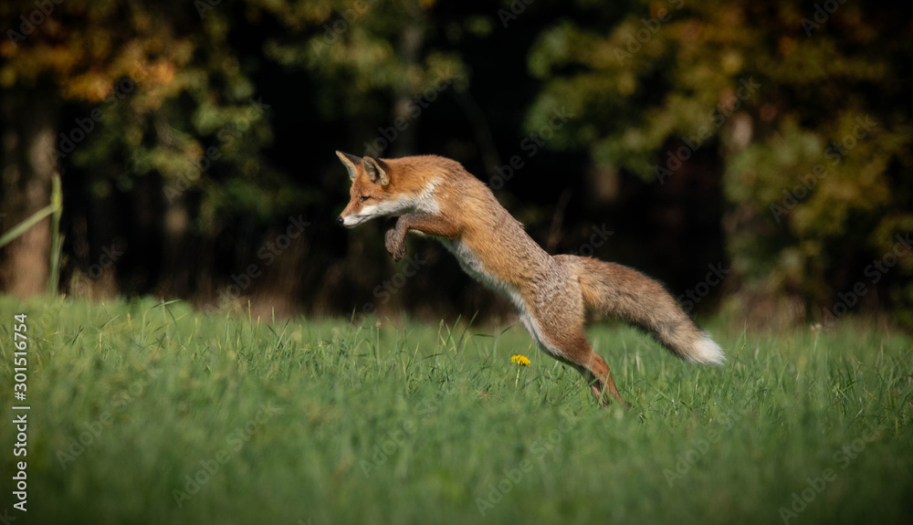 beautiful fox in forest meadow goes on mice hunt beautiful fox in forest meadow goes on mice hunt
