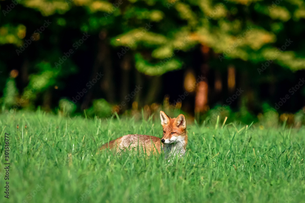 Naklejka premium beautiful fox in forest meadow goes on mice hunt 