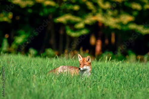 beautiful fox in forest meadow goes on mice hunt 