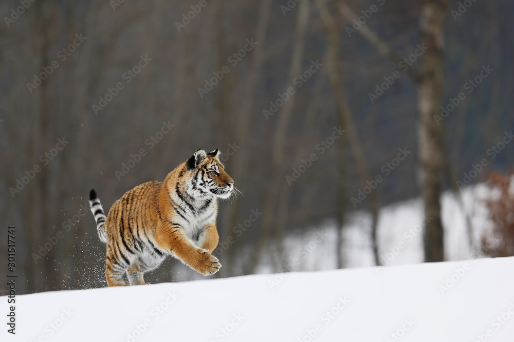 Siberian Tiger run. Typical winter environment with birche trees in background. Taiga  russia. Panthera tigris altaica