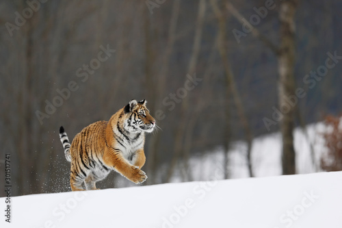 Siberian Tiger run. Typical winter environment with birche trees in background. Taiga  russia. Panthera tigris altaica © sci