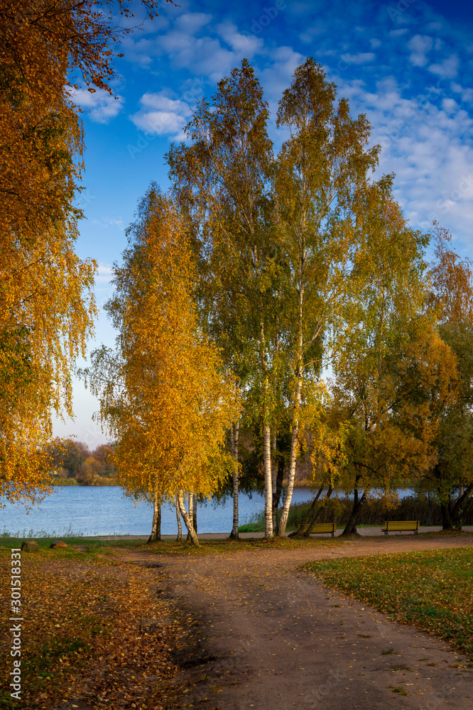Colorful yellow autumn trees on a lake shore