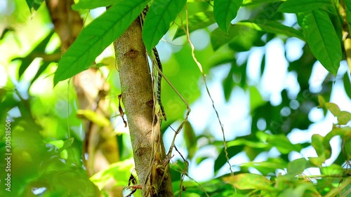 Bronzeback Snake Eating A Frog, Philippines photo