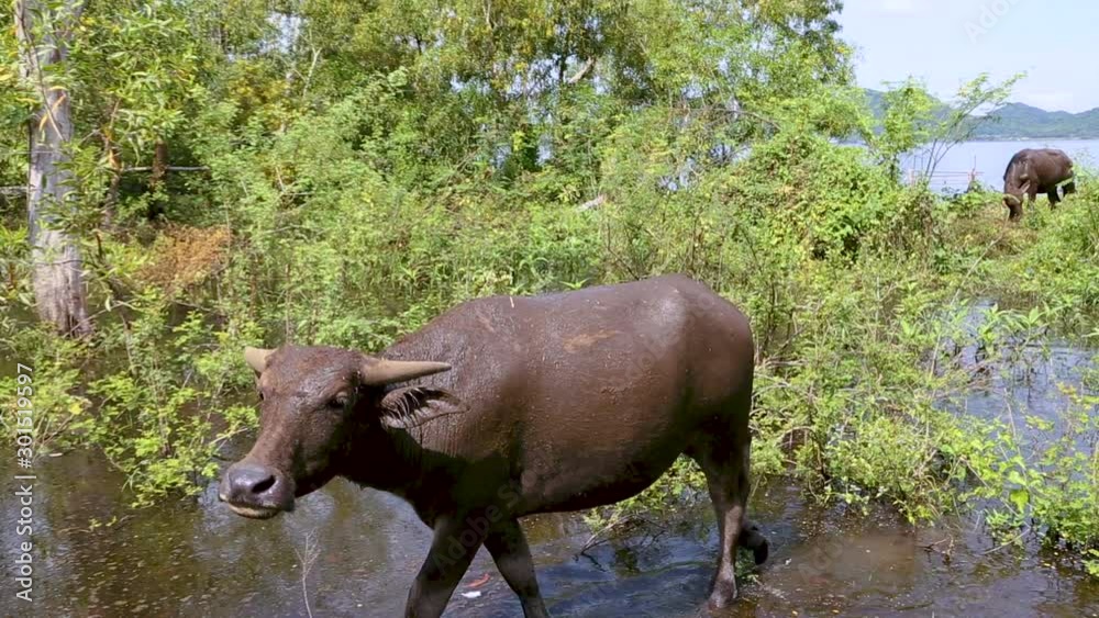 Baby buffalo with family grazing grass near to the pond Baby buffalo with family grazing grass near to the pond