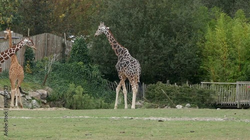 Giraffes au parc animalier de Cerza photo