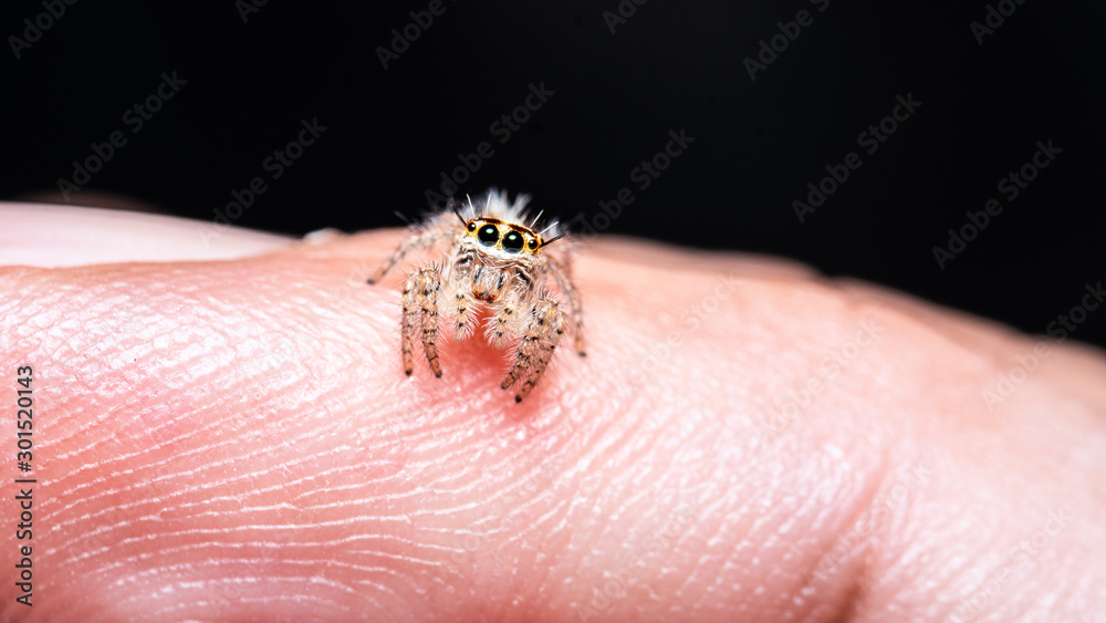 Beautiful closeup jumping spider on a human hand. Macro shot of jumping spider.