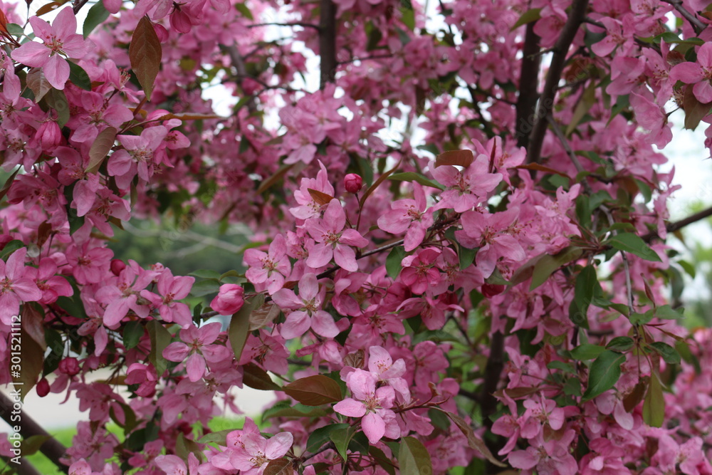 Fototapeta premium Bright pink flowers bloomed on a tree in spring.