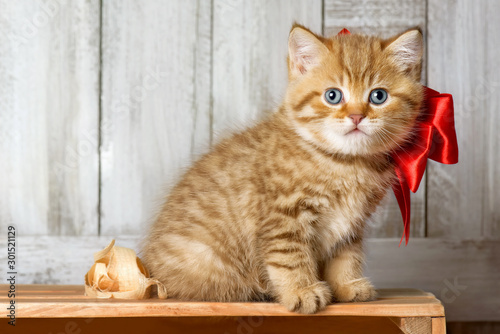 Cute kitten playing in wood shavings © Alexandr Vasilyev