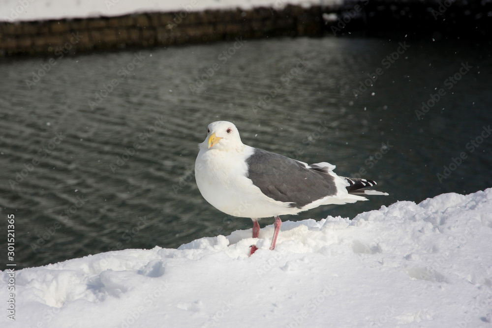Beautiful seagull on snow covered freezing river bank. Beautiful seagull on snow covered freezing river bank.