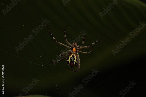 Close up shot of spider / garden spider build / making the spider web on the leafs on the garden / green background